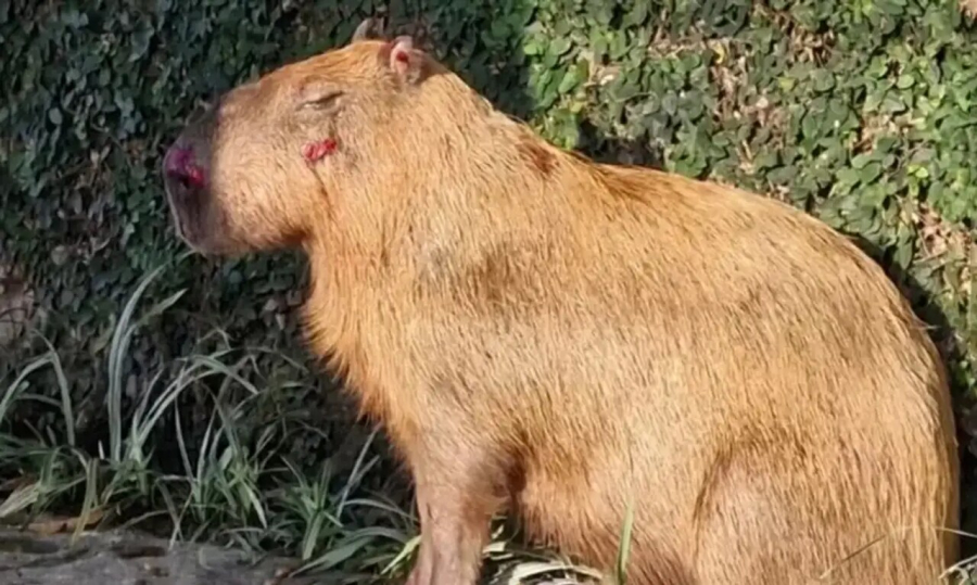 Crueldade contra capivara no RJ expõe falha coletiva na proteção animal