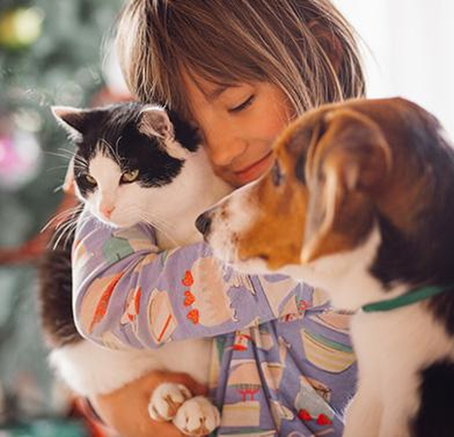 DF lança cadastro oficial para cães e gatos e amplia políticas de proteção animal