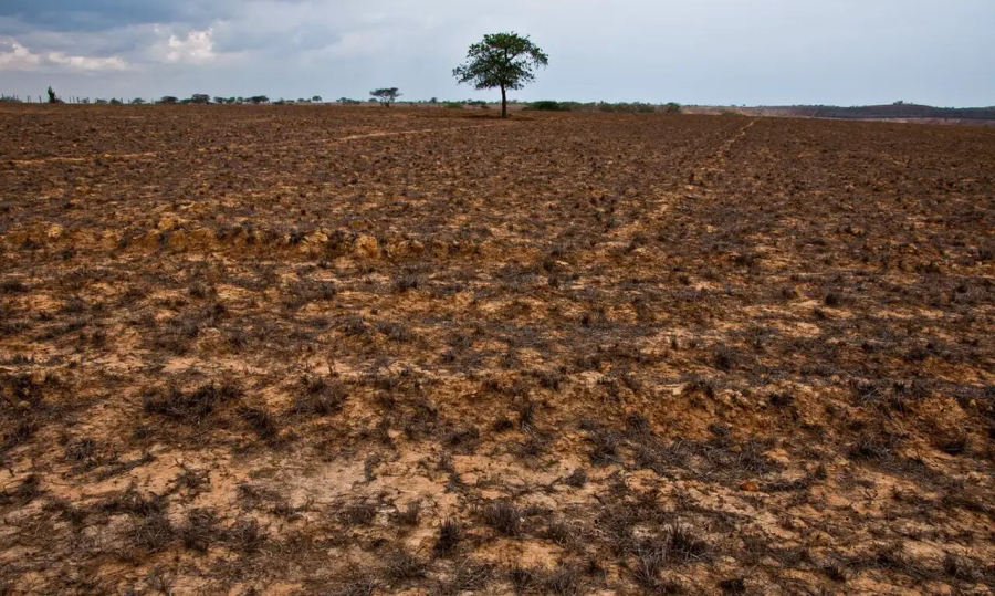 COP17 entra em fase decisiva com desafio de destravar bilhões para combater seca e degradação do solo